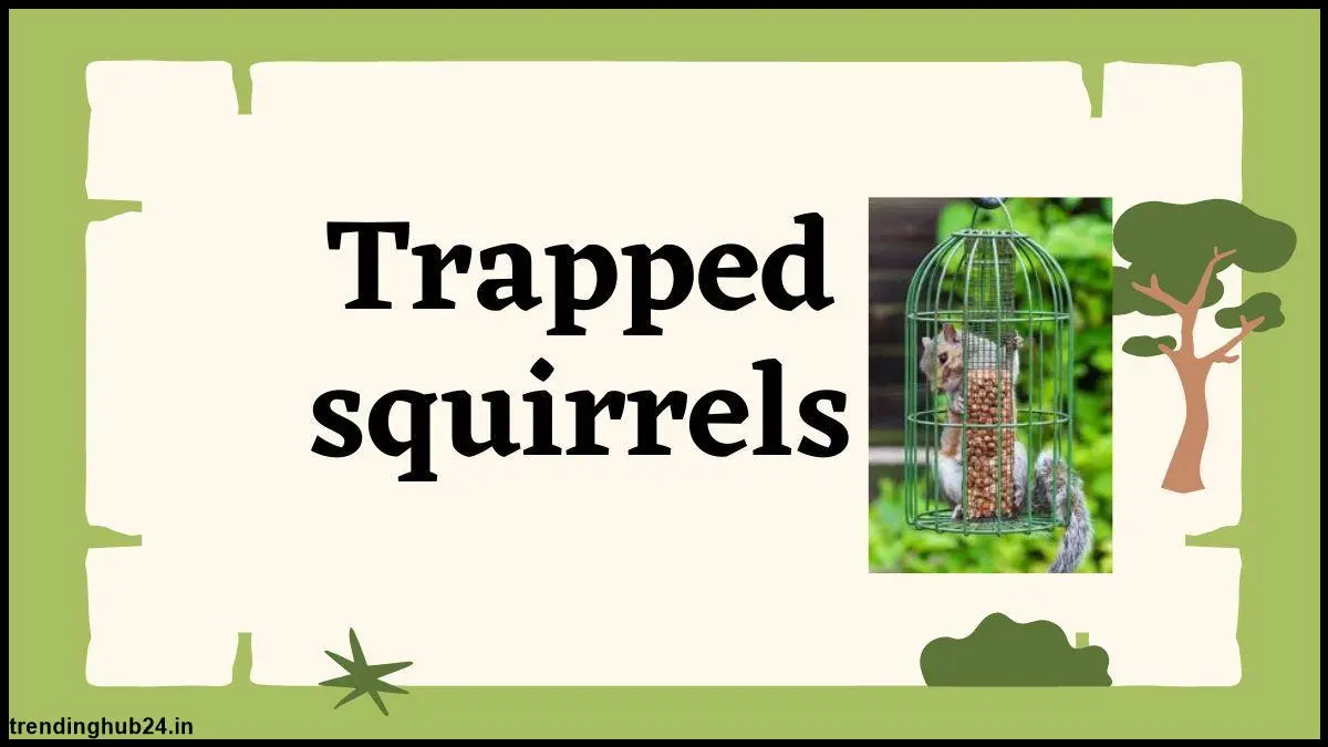 trapped-squirrels.webp
